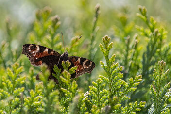 Enjoying in the sun - бесплатный image #481155